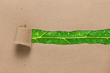 Rip Recycle Brown Paper On Green Leaf Texture Background, Eco Friendly And Sustainable Development Concept