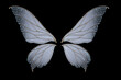 Fairy wings