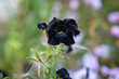 Czarny kwiat, Surfinia