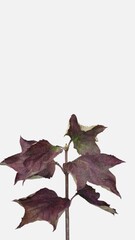 Wall Mural - Time lapse of drying colorful Acer tree leaves isolated on white background, vertical orientation