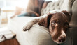 © Reese/peopleimages.com - Adorable sad dog, relax and sofa lying bored in the living room looking cute or tired with fur at home. Portrait of relaxed animal, pet or puppy with paws on the couch interior relaxing at the house