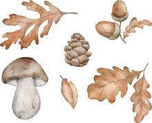 Watercolor Woodland Design Element. Hand-drawing Pine Cone, Leaves, Mushroom And Acorn For Wall Stickers, Posters, Invitation And Greeting Cards. 