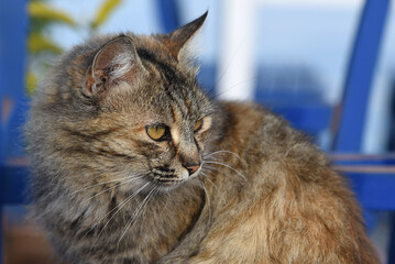 Poster - schöne goldbraune Katze