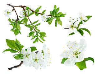 collection of plum tree flowers on branch isolated