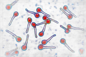 Canvas Print - Clostridium tetani bacteria