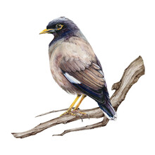 Common Myna On The Tree Branch Watercolor Illustration. Hand Drawn Asian Mynah Bird Perched. Acridotheres Tristis Avian Image. Common Mynah Asia Native Bird Element.