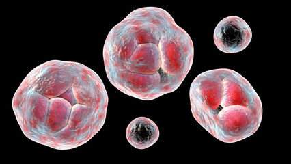 Sticker - Prototheca wickerhamii algae, 3D illustration. Causes infection in human protothecosis seen as skin nodules