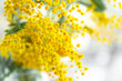 Flowers spring composition. Mimosa flowers on white background. Easter, Women's day concept. Front view