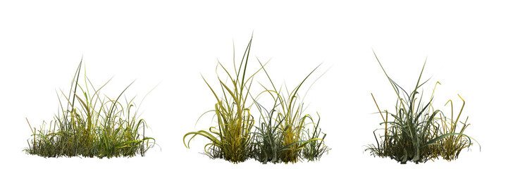 Wall Mural - wild field grass, isolated on a transparent background, 3D illustration, cg render