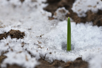 Wall Mural - close up of snow on the ground green plant