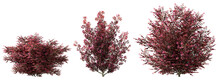 Red Shrubs Plants Cutout Transparent Backgrounds 3d Rendering Png File