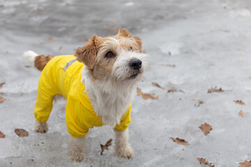 Jack Russell Terrier in a yellow raincoat for a walk. The dog stands in the park on the ice against the background of trees. Spring dirty rainy weather