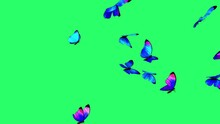 Animation Blue Butterfly Flying Isolate On Green Screen.