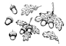 Acorn, Oak Leaf. Set Of Vector Illustrtation. Sketch Style.Design Elements. Transparent Background