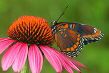 Red Spotted Purple Butterfly (limenitis Arthemis) On Purple Coneflower