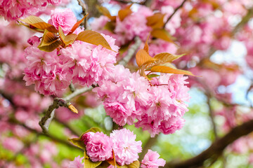 Branches of pink cherry sakura in blossom against a sky on a sunny day. Close-up