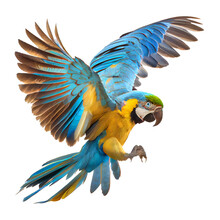 Blue And Yellow Macaw Ara Ararauna