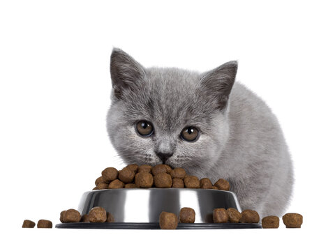cute blue british shorthair cat kitten sitting behind aluminium food bowl filled with dry food kibbl