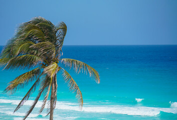 Wall Mural - coconut tree in front of colorful blue Caribbean Sea