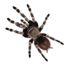 Top View Of Mature Brazilian Red And White Tarantula Spider. Isolated  Cutout On Transparent Background.