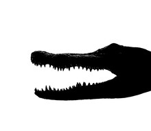 Black Silhouette Of Crocodile Head Trophy. Dried Caiman Crocodile Head Isolated On White Background. Alligator Head. Dried Alligator Or Crocodile Head With Its Mouth Open Showing Its Sharp Teeth