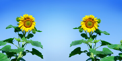 Sunflower in the abundance field with blue bright sky background. Growing sunflower oil beautiful landscape of yellow flowers of sunflowers against the blue sky, copy space Agriculture