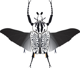 Wall Mural - Goliath beetle vector hand drawn illustration. Goliathus orientalis on white background, for print, tattoo, textile, card. White black beetle with black wings