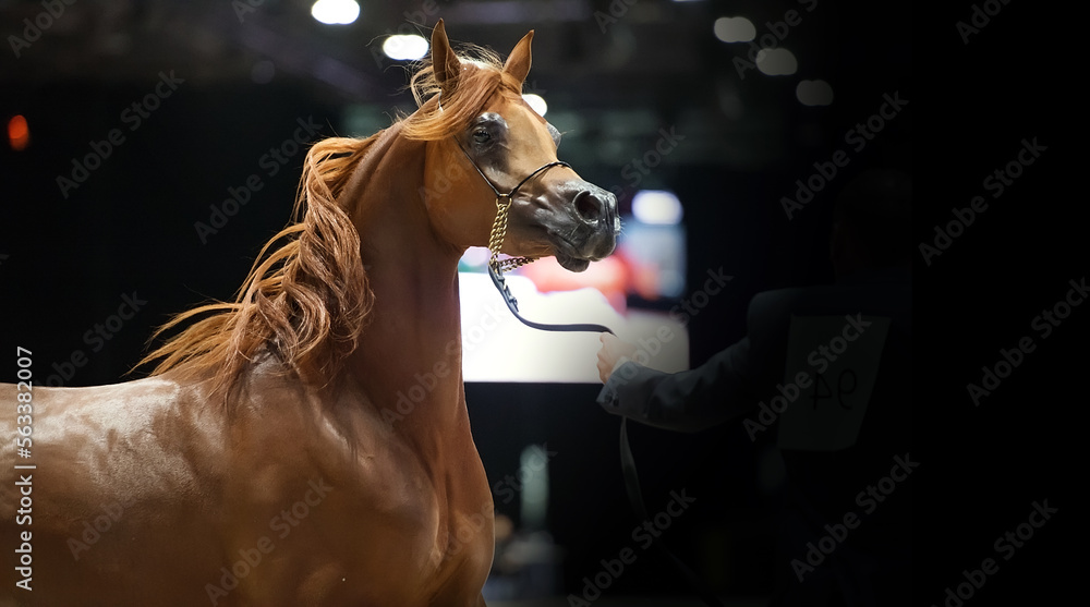 Arabian horse world championship partisipant