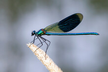 Banded Demoiselle (Calopteryx Splendens) Is A Species Of Damselfly Belonging To The Family Calopterygidae