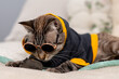 Domestic tiger cat wearing hoodie and sunglasses playing with toy rat