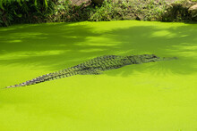 Florida Alligator Beim Angrill, Im Tümpel, Gewässer Mit Grüner Wasseroberfläche