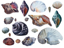 Set Of Sea Shells