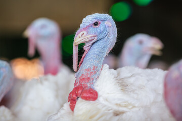 Wall Mural - turkey farm. turkey close-up. turkey rearing concept