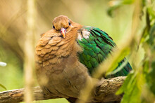 Emerald Dove - Large And Fat Tropical Pigeon.