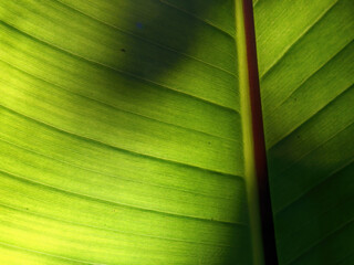 Macro photography of the veins of the leaf of a banana tree against the sun, captured in a forest near the colonial town of Villa de Leyva in central Colombia.