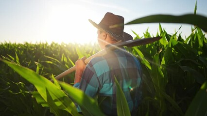 Wall Mural - agriculture corn. a farmer with a shovel walk along a corn field. business agriculture industry corn concept. farmer worker working in corn field. organic rural maize crop concept farm