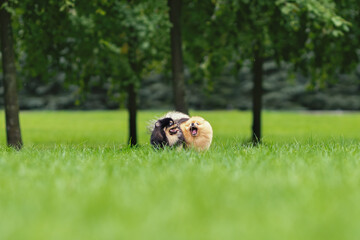 Wall Mural - Two pomeranian spitz dogs are playing together in summer