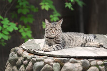 Lazy Young Tabby Cat Resting In Summer Garden