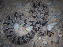Baby Timber Rattlesnake (Crotalus Horridus)