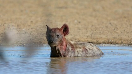 Sticker - An alert spotted hyena (Crocuta crocuta) wallowing and drinking water, Kalahari desert, South Africa