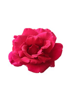 Pink Rose Isolated Close Up