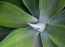 Close Up Green Succulent