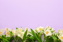 Beautiful  White Alstroemeria Flowers On Lilac Background