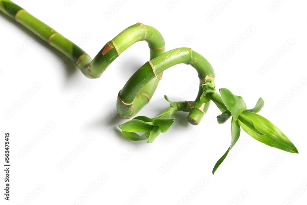 Fresh bamboo branch on white background, closeup