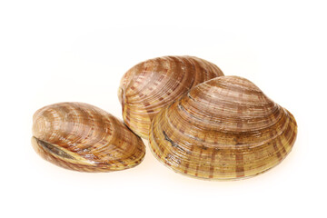 Poster - fresh clams on white background