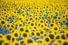 Field With Plenty Of Blossoming Sunflowers