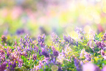 Wall Mural - glare sun bokeh background wild spring flowers