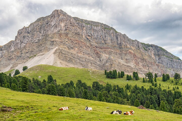 Wall Mural - Cows on a meadow in a beautiful alp landscape