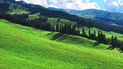 Wall Mural - Aerial footage of green grassland natural scenery in Xinjiang, China.