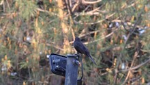 Blackbird Chirping On A Light Pole
